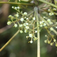 Macaranga indica Wight